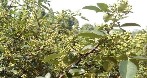 花椒底施什么肥效果最佳？施肥与管理的正确方法是什么？