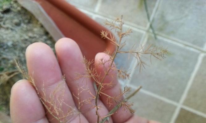 凤尾竹叶子干枯怎么办？如何有效预防和处理？