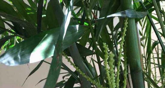 凤尾竹叶子干枯怎么办？如何有效预防和处理？