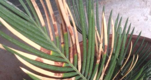 凤尾竹叶子干枯怎么办？如何有效预防和处理？