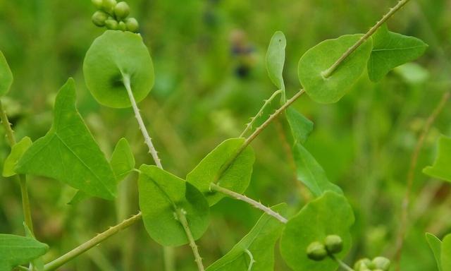 蛇豆有哪些神奇功效？如何正确食用蛇豆？