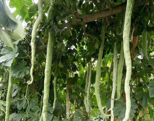 蛇豆有哪些神奇功效？如何正确食用蛇豆？