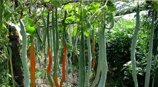 蛇豆有哪些神奇功效？如何正确食用蛇豆？