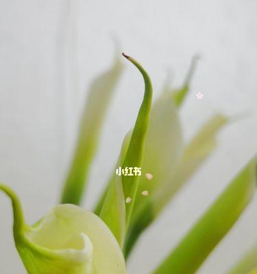 马蹄莲（探寻马蹄莲的花语与传说）