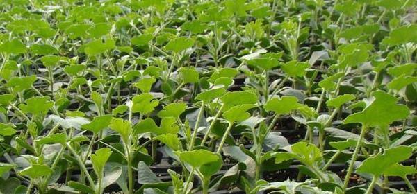 西瓜种子怎么种植？种植过程中需要注意哪些问题？