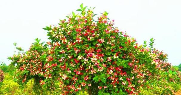 五彩锦带一年开几次花？如何确保其多次开花？