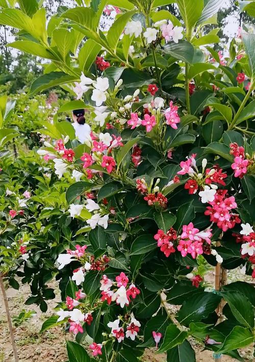 五彩锦带一年开几次花？如何确保其多次开花？