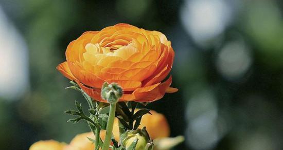 闺蜜友谊,花开在心间(以百合花的花语描绘闺蜜情深) 闺蜜友谊,花开在心间(以百合花的花语描绘闺蜜情深)