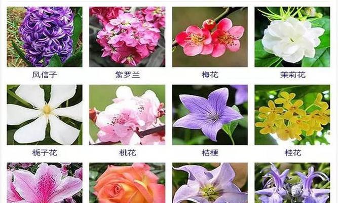 五彩锦带一年开几次花？如何确保其多次开花？