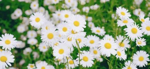 雏菊花语与寓意及适合送礼对象(传递美好祝愿的花朵——雏菊的花语和意义)