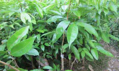 荔枝籽可以种吗？种植荔枝籽的正确方法是什么？