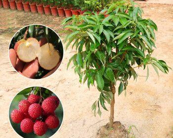 荔枝籽可以种吗？种植荔枝籽的正确方法是什么？