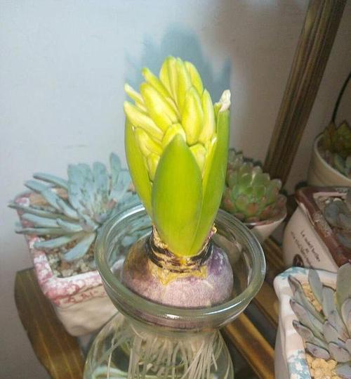 水仙徒长怎么办？如何防止水仙徒长并保持其健康生长？