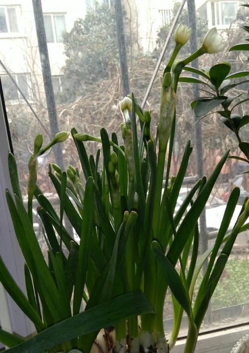水仙徒长怎么办？如何防止水仙徒长并保持其健康生长？
