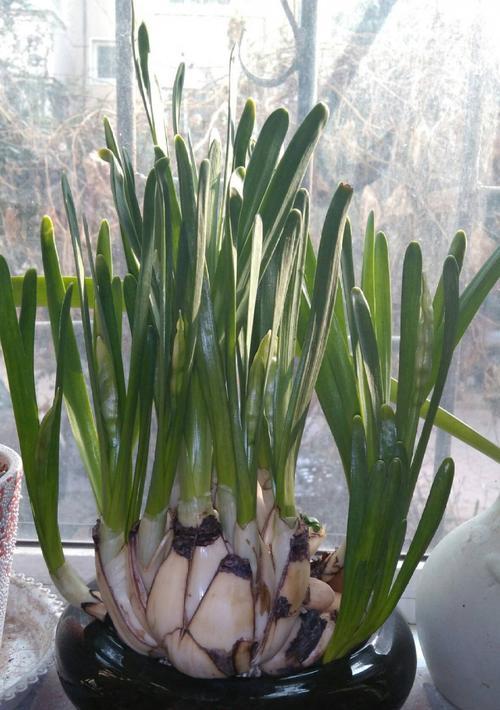 水仙徒长怎么办？如何防止水仙徒长并保持其健康生长？