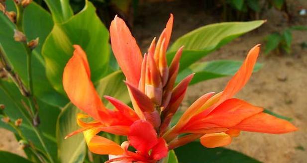 美人蕉多久浇一次水？如何正确进行水分管理？