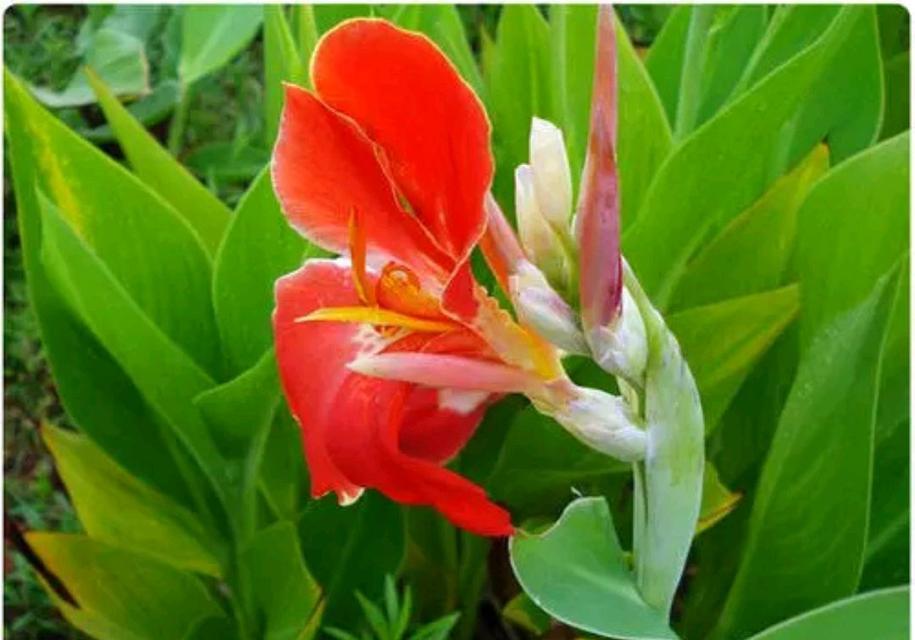 美人蕉多久浇一次水？如何正确进行水分管理？