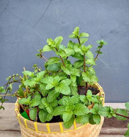 薄荷种植的最佳季节是什么时候？如何正确种植薄荷？