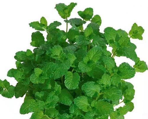 薄荷种植的最佳季节是什么时候？如何正确种植薄荷？