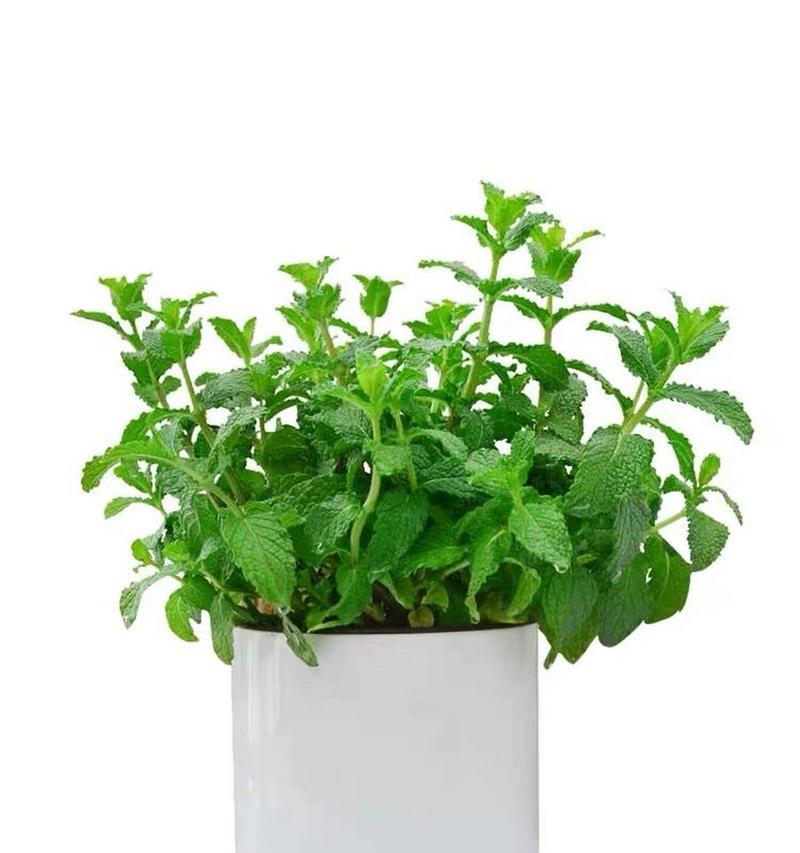 薄荷种植的最佳季节是什么时候？如何正确种植薄荷？