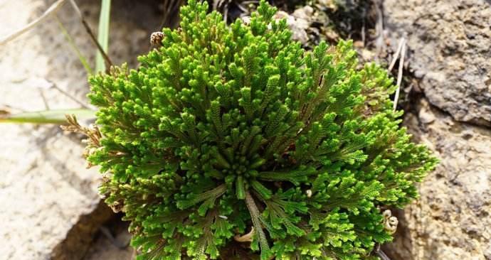 卷柏生长在什么地方？卷柏的自然栖息地有哪些？