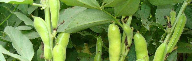 豌豆属于什么作物？它的种植特点和常见问题有哪些？