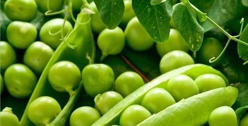 豌豆属于什么作物？它的种植特点和常见问题有哪些？