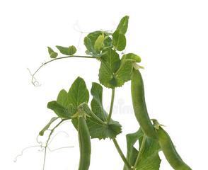 豌豆属于什么作物？它的种植特点和常见问题有哪些？