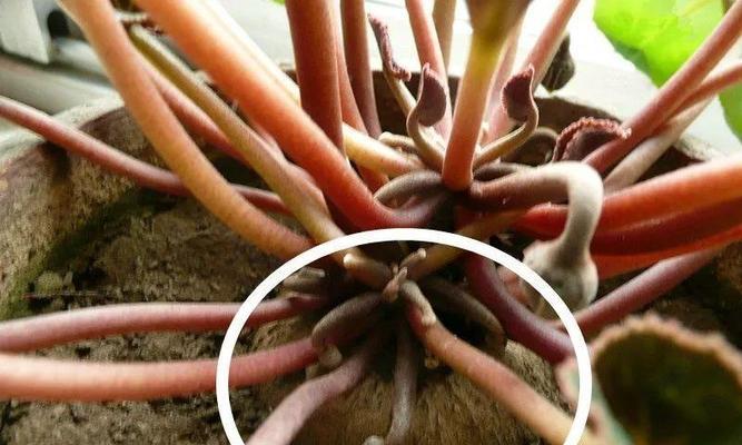 茶花烂根怎么办？如何快速识别和处理？