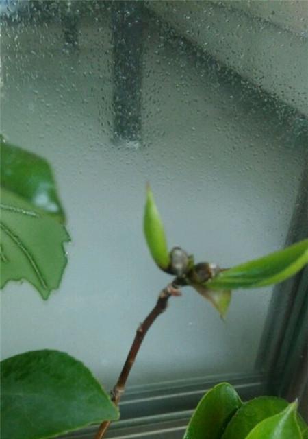 茶花烂根怎么办？如何快速识别和处理？