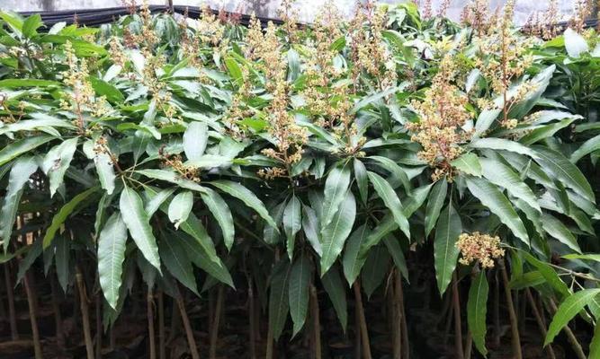 家里能种芒果树吗？种植芒果树需要注意什么？