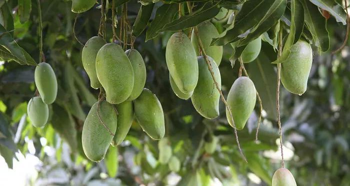 家里能种芒果树吗？种植芒果树需要注意什么？