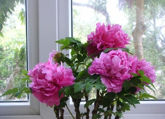 盆栽牡丹浇水技巧是什么？多久浇一次水合适？