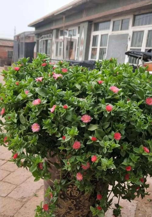 盆栽牡丹浇水技巧是什么？多久浇一次水合适？