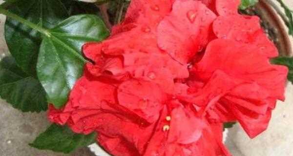 盆栽牡丹浇水技巧是什么？多久浇一次水合适？