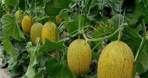 甜瓜怎么挑选好吃的？学会这些技巧轻松挑选优质甜瓜！