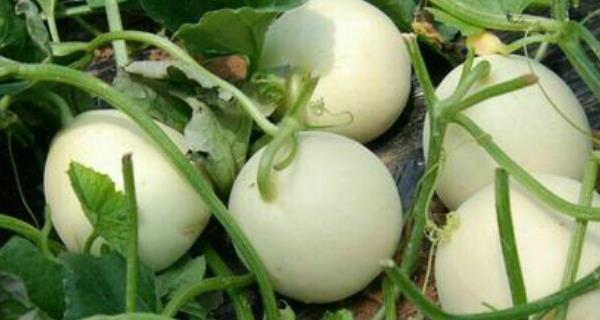 甜瓜怎么挑选好吃的？学会这些技巧轻松挑选优质甜瓜！