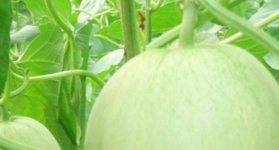 甜瓜怎么挑选好吃的？学会这些技巧轻松挑选优质甜瓜！