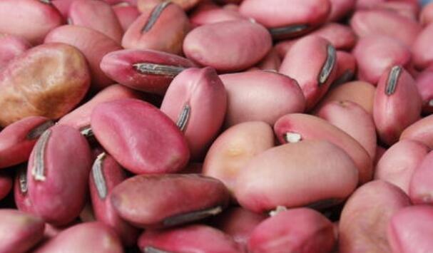 刀豆有哪些神奇的功效与作用？如何正确食用刀豆？