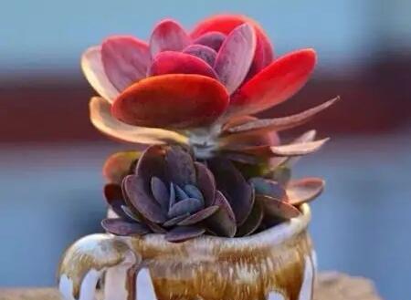 唐印适合哪种盆栽？如何选择最佳盆栽搭配？