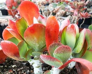 唐印适合哪种盆栽？如何选择最佳盆栽搭配？