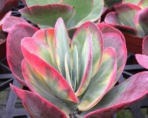 唐印适合哪种盆栽？如何选择最佳盆栽搭配？