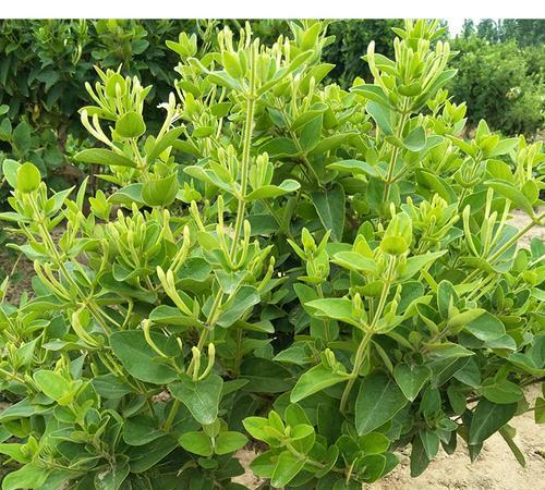 金银花什么时候采摘最好?收获季节有哪些注意事项? 金银花什么时候采摘最好?收获季节有哪些注意事项?