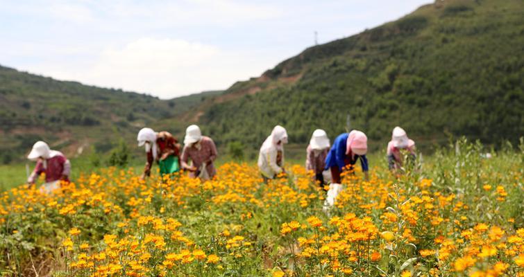 金银花什么时候采摘最好?收获季节有哪些注意事项? 金银花什么时候采摘最好?收获季节有哪些注意事项?