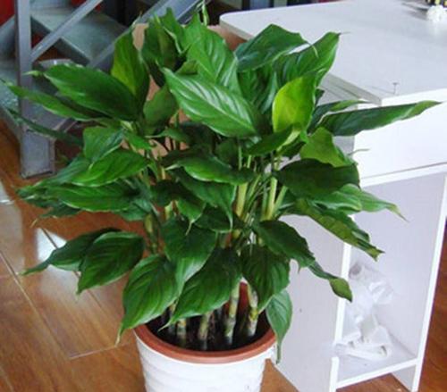 万年青冬天剪枝的正确方法是什么？剪枝后需要注意什么？