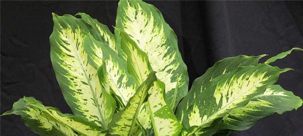 万年青冬天剪枝的正确方法是什么？剪枝后需要注意什么？