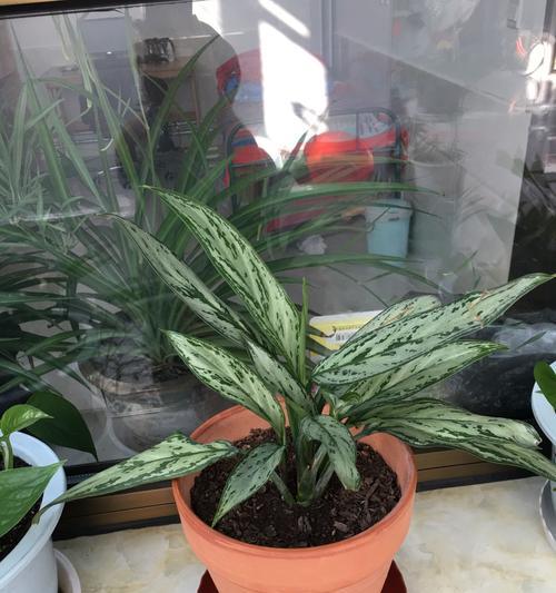 万年青冬天剪枝的正确方法是什么？剪枝后需要注意什么？