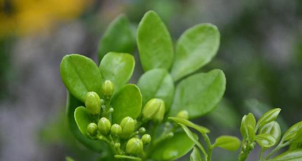 九里香可以浇醋吗？浇醋对九里香生长的影响是什么？