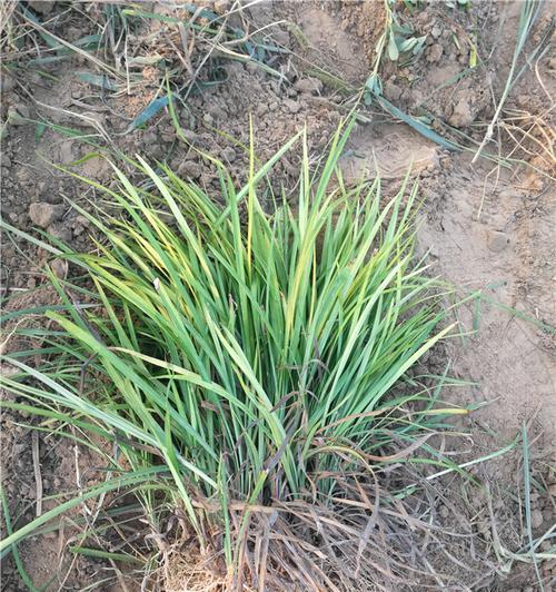 麦冬的最佳挖掘时间是什么时候？如何判断麦冬成熟？