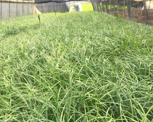 麦冬的最佳挖掘时间是什么时候？如何判断麦冬成熟？